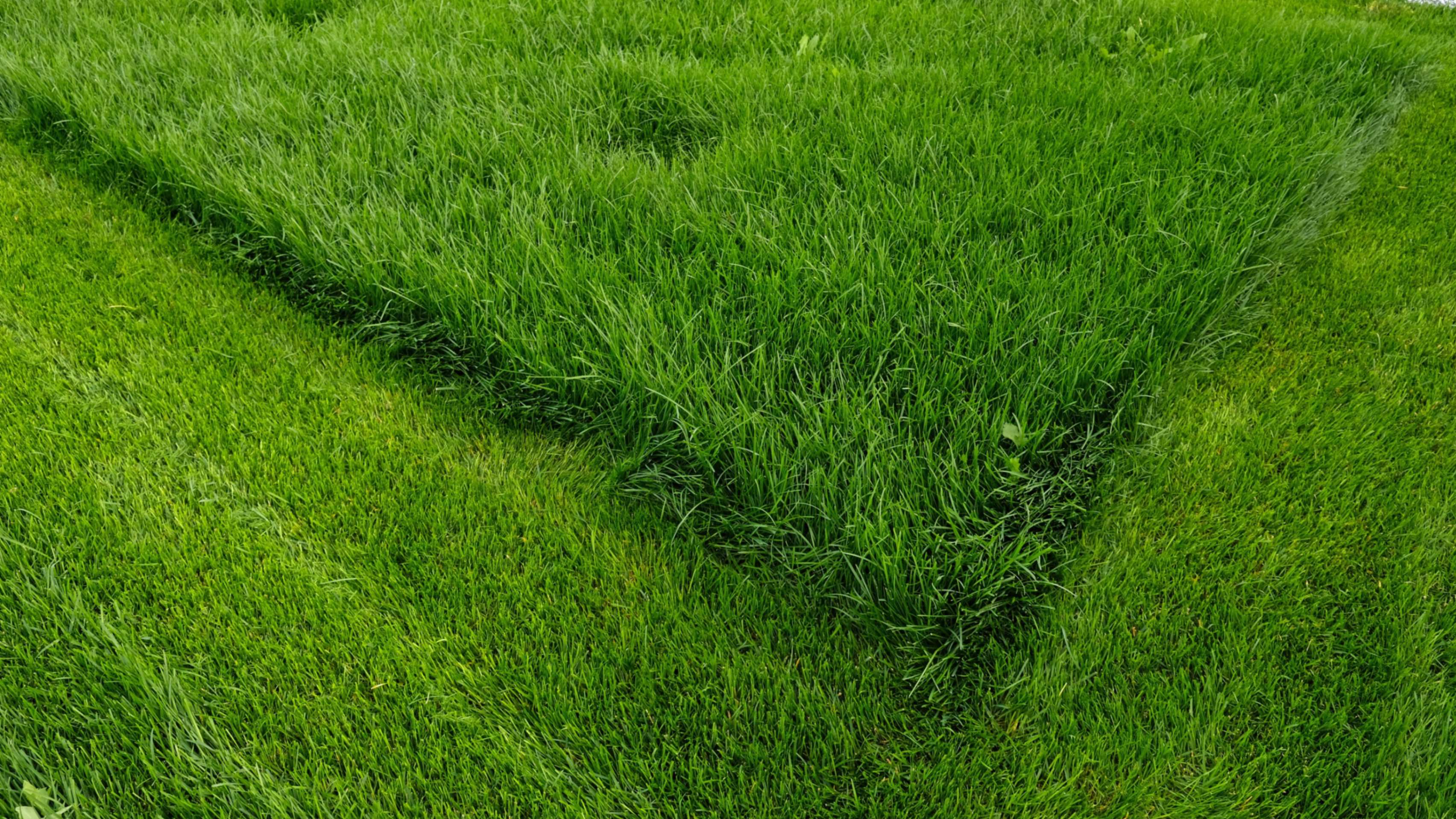 Lawn Mowing and Treatment Services in Erie (2)