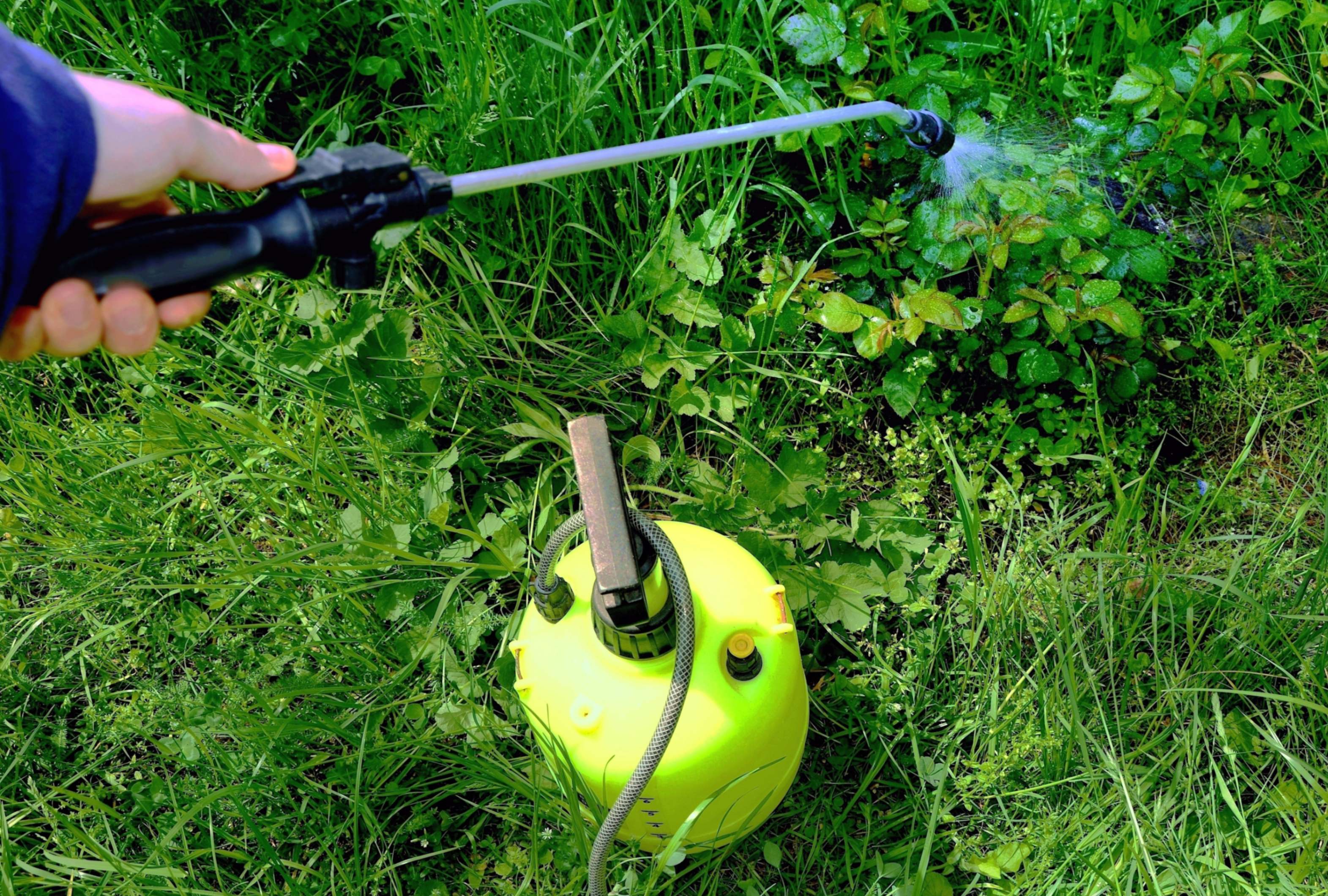 Weed Treatment and Lawn Fertilization Services in Erie